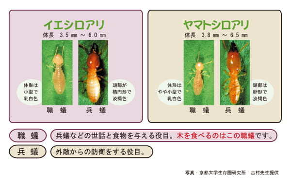 イエシロアリとヤマトシロアリを紹介する実物の写真