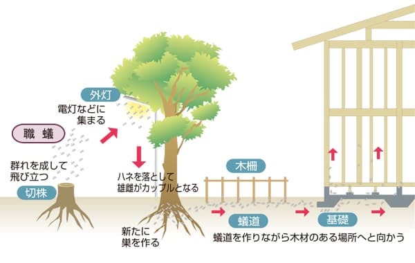 シロアリがどうやって家に侵入するのかが分かるイラスト