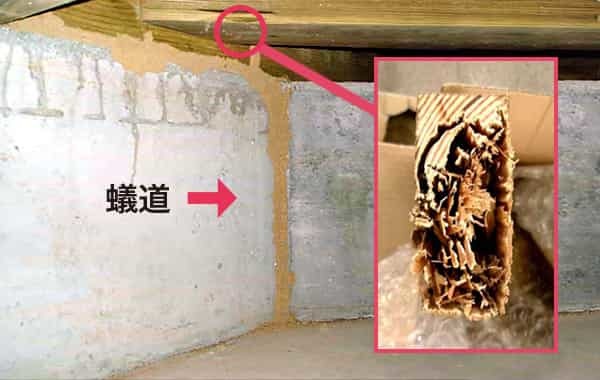 床下の基礎に蟻道を作って土台に侵入、土台を食べて木材の中身がスカスカになっている写真