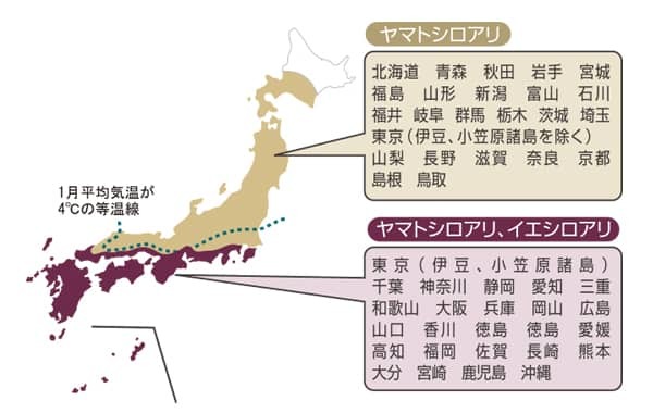 イエシロアリとヤマトシロアリの日本分布図