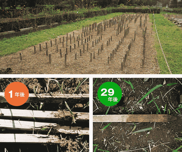 筑波森林総合研究所での試験地、1年経ってボロボロになっているヒノキ材、29年経ってもまったく変化のない緑の柱の写真