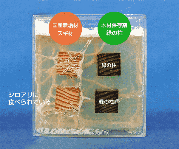 寒天を入れたディスプレイにスギ材と緑の柱を入れて、スギ材だけがシロアリに食べられている様子