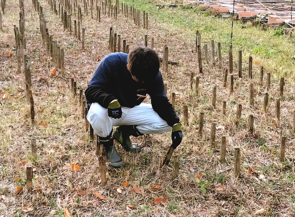 森林総合研究所の野外暴露試験