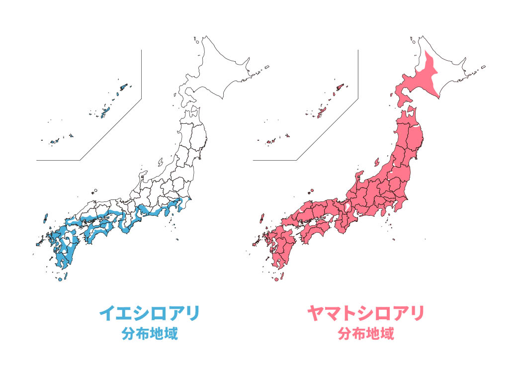 シロアリ分布図