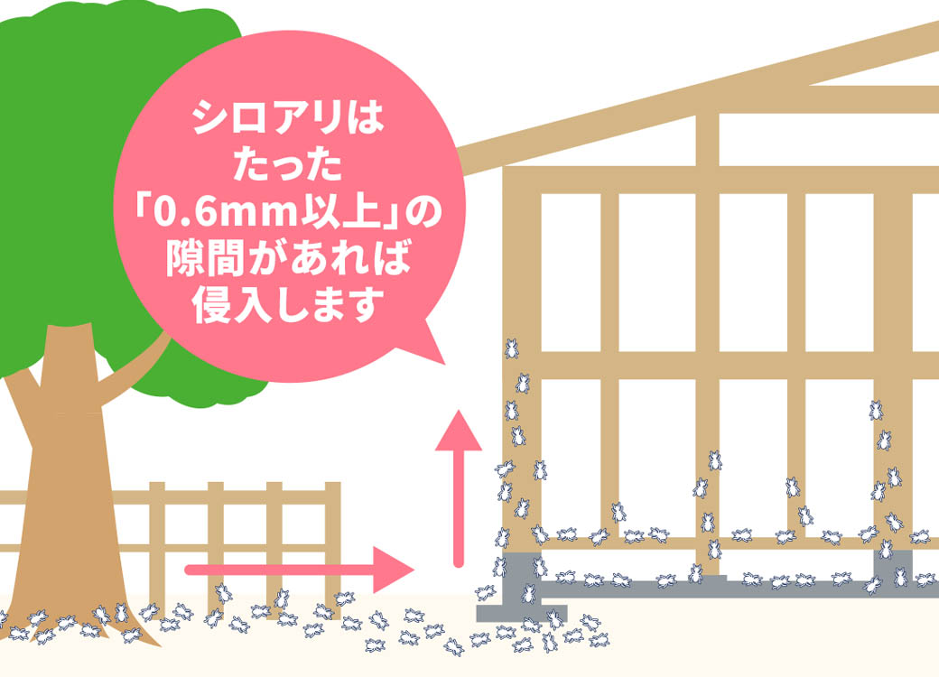 シロアリの侵入経路
